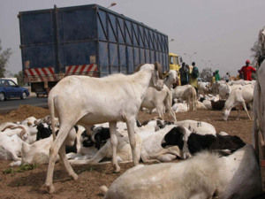 Sénégal - Hausse du prix de la viande : les effets de la crise malienne (audio) Sénégal - Hausse du prix de la viande : les effets de la crise malienne (audio)