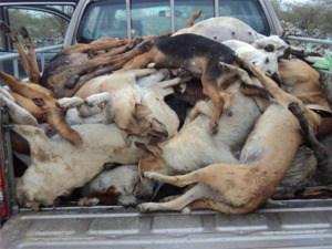 Saint-Louis : 169 chiens et 2 chats ont été abattus Saint-Louis : 169 chiens et 2 chats ont été abattus
