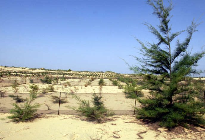 De Dakar à Saint-Louis, une forêt comme rempart contre les assauts de la mer