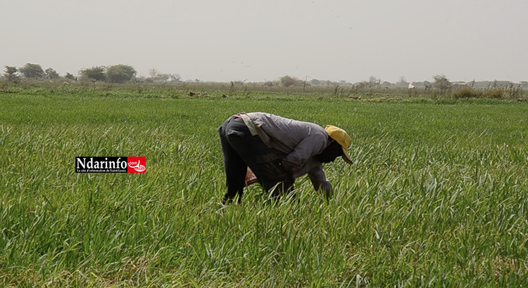 Saint-louis : Plus de 54 000 hectares emblavés en contre-saison chaude (DRDR)