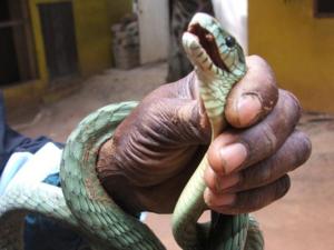 Saint-Louis - Montée des eaux du fleuve Sénégal: Des serpents dérivent par le courant.