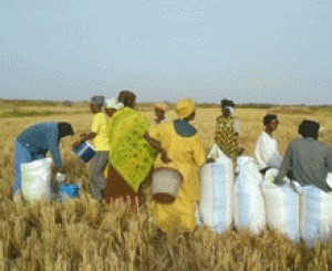 Agriculture: Vers un conseil présidentiel sur la sécurité alimentaire Agriculture: Vers un conseil présidentiel sur la sécurité alimentaire