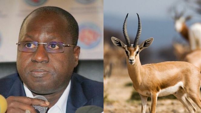 Abdou Karim Sall sur les gazelles mortes : " je n'ai rien à me reprocher et je suis vraiment droit dans mes bottes"