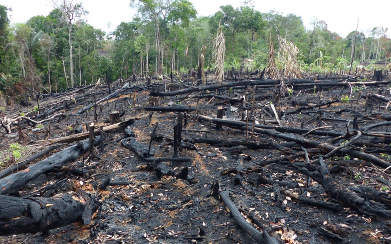Brésil: hausse de 25% de la déforestation de l'Amazonie au premier semestre (officiel)