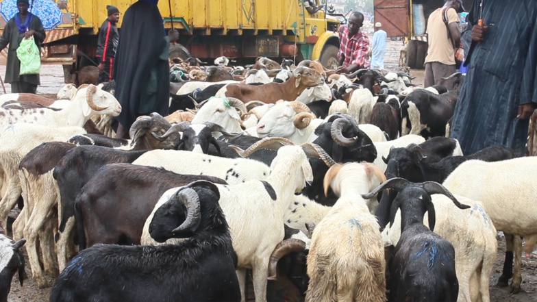 Mauritanie : les 450.000 moutons promis au Sénégal en route (vidéo)