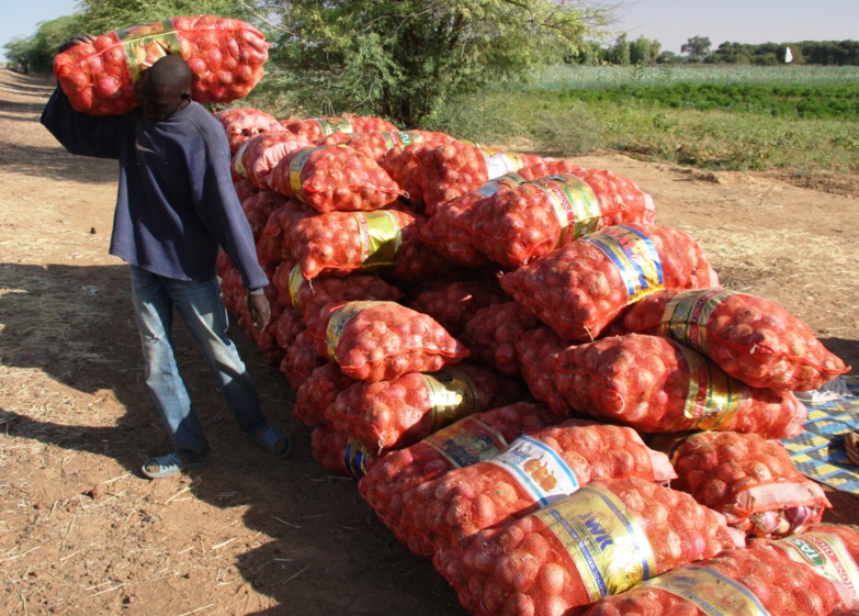 Tabaski 2020 : hausse du sac d'oignon ... Tabaski 2020 : hausse du sac d'oignon ...