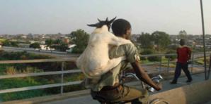 Saint-Louis - Pikine : Des voleurs ‘’sorciers’’ dépècent les moutons et emportent la viande.