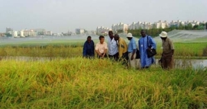 Podor: 166 ha de riz sous les eaux.(Audio)