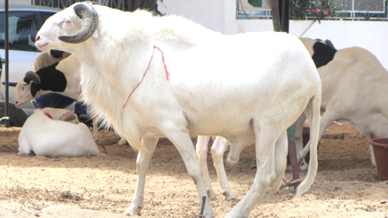 Tabaski ou Aîd El Kabir : Les critères d'éligibilité des moutons Tabaski ou Aîd El Kabir : Les critères d'éligibilité des moutons
