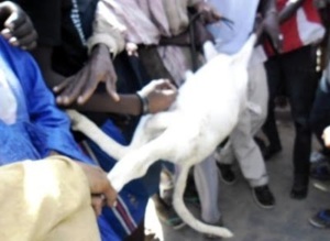 Saint-Louis:  Un mouton tombe en syncope, tiraillé entre un voleur et son propriétaire au foirail de Darou.