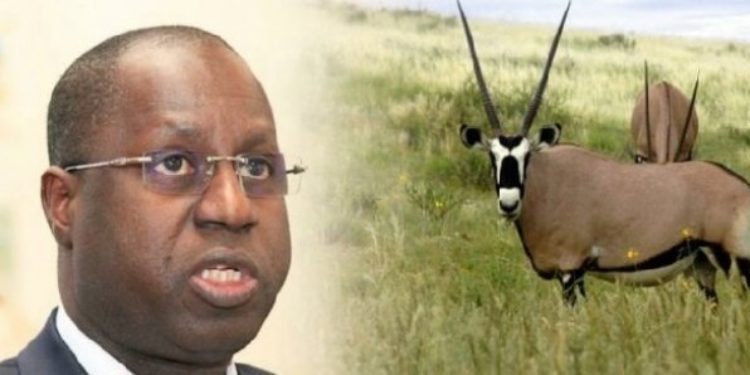 Restitution des Oryx : Abdou Karim Sall parle de « pure manœuvre » Restitution des Oryx : Abdou Karim Sall parle de « pure manœuvre »