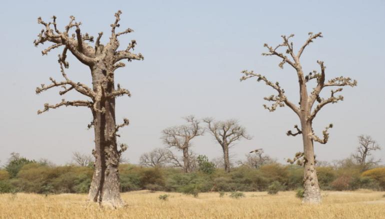 Saint-Louis : Les populations invitées à préserver le baobab