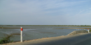 Apparition de deux nouvelles brèches sur le fleuve Sénégal : des villages du Gandiolais face à la furie