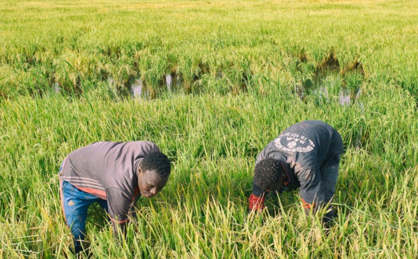 Déroulement de la campagne agricole : le DRDR de Saint-Louis fait le point