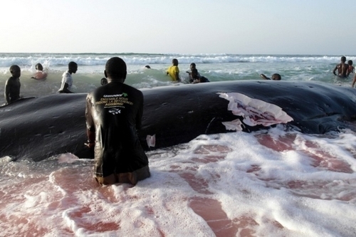 Greenpeace invite l’Etat du Sénégal à faire la lumière sur la mort inexpliquée d’espèces marines dans ses eaux territoriales [PHOTOS[)