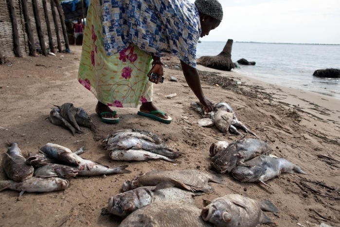 Greenpeace invite l’Etat du Sénégal à faire la lumière sur la mort inexpliquée d’espèces marines dans ses eaux territoriales [PHOTOS[)