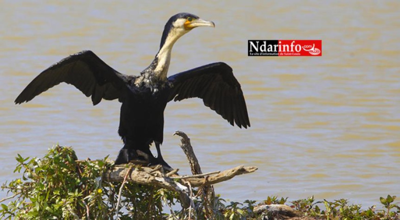 Le parc des oiseaux du Djoudj peine à résister à la pollution Le parc des oiseaux du Djoudj peine à résister à la pollution