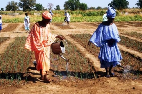 Un projet d'appui à la production et à la formation agricoles lancé dans la région de Saint-Louis.