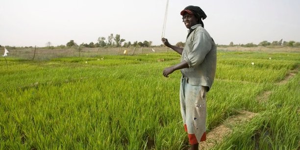 Au Sénégal, le long chemin vers l’autosuffisance en riz