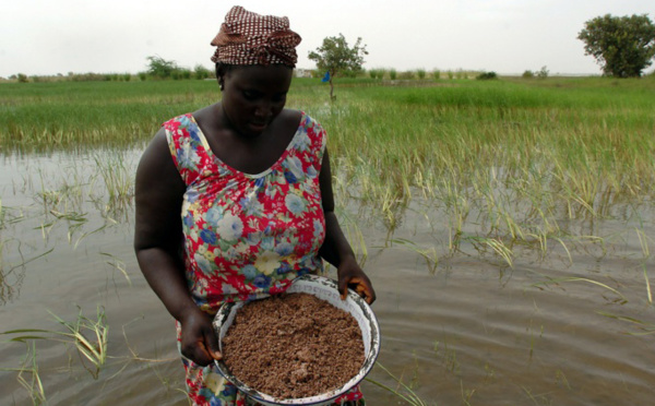 Les femmes ne détiennent que 13% des terres agricoles