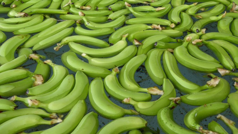 Sénégal : La filière banane perd plus de 334 millions FCFA