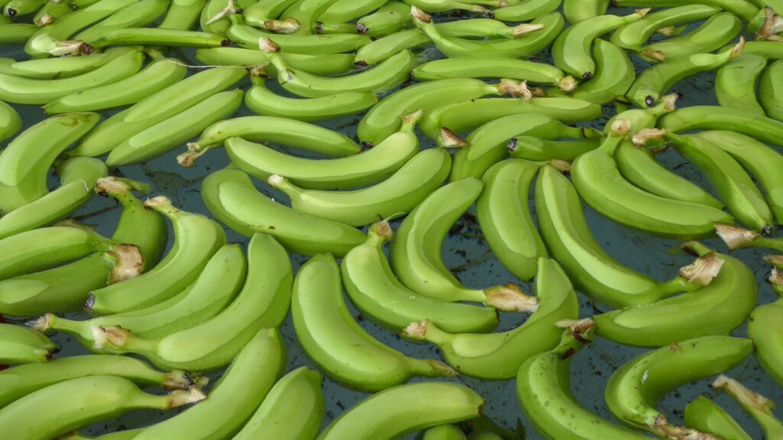 Sénégal : La filière banane perd plus de 334 millions FCFA Sénégal : La filière banane perd plus de 334 millions FCFA