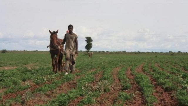 Impact Covid-19: " Les agriculteurs sont les moins touchés" ( rapport Ansd) Impact Covid-19: " Les agriculteurs sont les moins touchés" ( rapport Ansd)