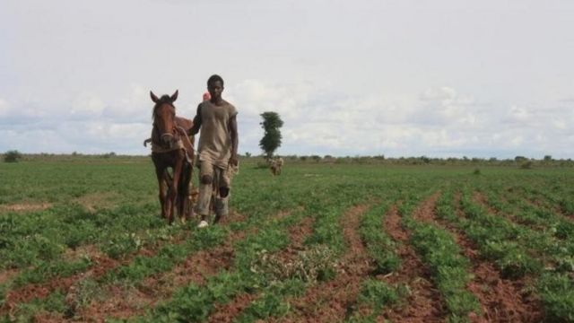 Impact Covid-19: " Les agriculteurs sont les moins touchés" ( rapport Ansd)