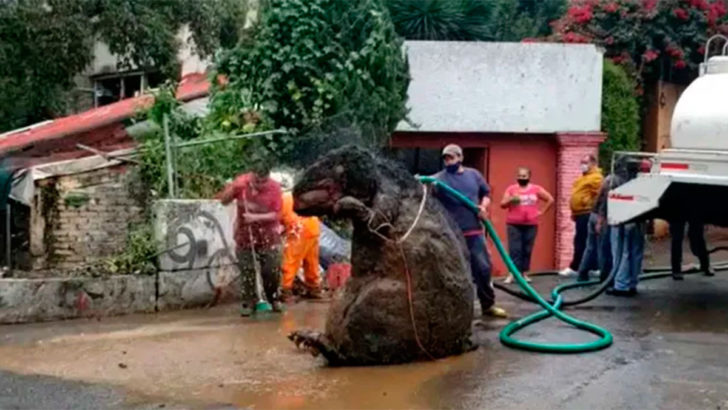 Un “rat géant” découvert dans les égouts de Mexico City