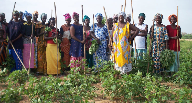 Atelier d’information du PADEF-EJ à Saint-Louis, mercredi Atelier d’information du PADEF-EJ à Saint-Louis, mercredi
