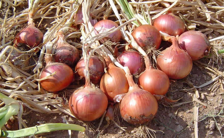 Saint-Louis : bientôt une usine de déshydratation d’oignons pour soutenir l’agriculture Saint-Louis : bientôt une usine de déshydratation d’oignons pour soutenir l’agriculture