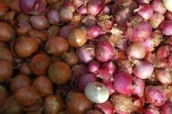 Conservation des produits agricoles : Bokhol va disposer d’un magasin de stokage d’oignon d’une capacité de 100 tonnes Conservation des produits agricoles : Bokhol va disposer d’un magasin de stokage d’oignon d’une capacité de 100 tonnes