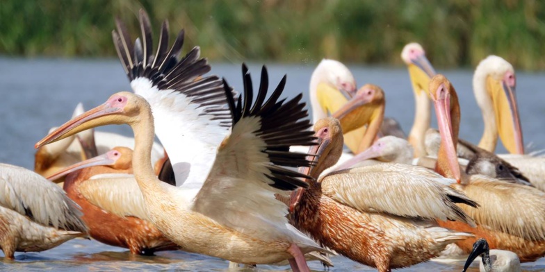 Le delta du fleuve Sénégal, zone pilote d’un projet de la FAO sur les oiseaux