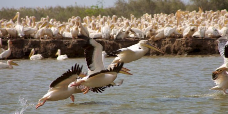 SÉNÉGAL : la FAO soutient la conservation des oiseaux dans le delta du fleuve Sénégal