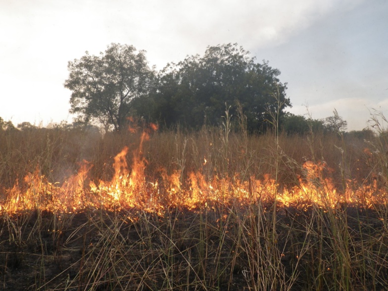 Feux de brousse : 5000 hectares ravagés dans la région de Tambacounda, en 2019