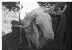 Histoire: La légende de Maghana Birane Khouma, fondateur du village de Khouma.( par Amadou Bakhao DIAW). Histoire: La légende de Maghana Birane Khouma, fondateur du village de Khouma.( par Amadou Bakhao DIAW).