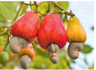 Anacarde: 37 199 tonnes exportées pour 23,7 milliards de francs Cfa en 2020 Anacarde: 37 199 tonnes exportées pour 23,7 milliards de francs Cfa en 2020
