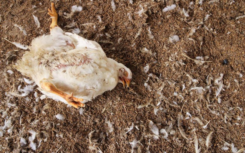 Premiers cas de grippe aviaire au Sénégal ... 58000 animaux morts à Thiès