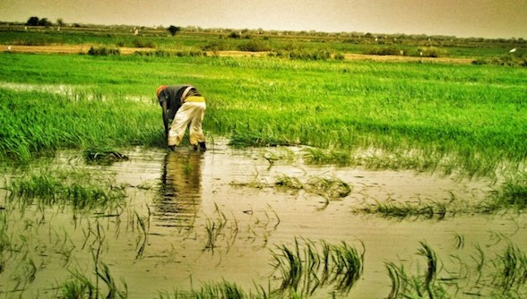 PRODUCTION DE RIZ : Le japon octroie 37 milliards FCFA au Sénégal PRODUCTION DE RIZ : Le japon octroie 37 milliards FCFA au Sénégal