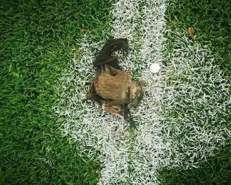 CHAN-2021: battu 0-1, le Zimbabwe accuse le Cameroun de sorcellerie CHAN-2021: battu 0-1, le Zimbabwe accuse le Cameroun de sorcellerie