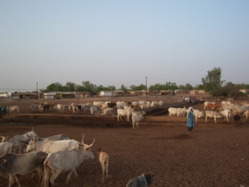 Ranérou : Épicentre de l'élevage sénégalais.