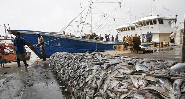 Mauritanie : Une autorité alerte sur un pillage des ressources halieutiques par les Chinois