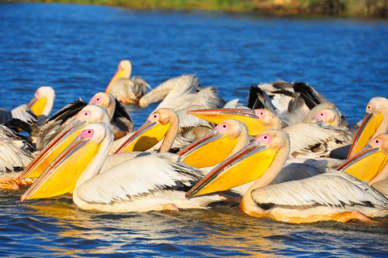 Perte de pélicans juvéniles au Djoudj : des prélèvements envoyés au labo …