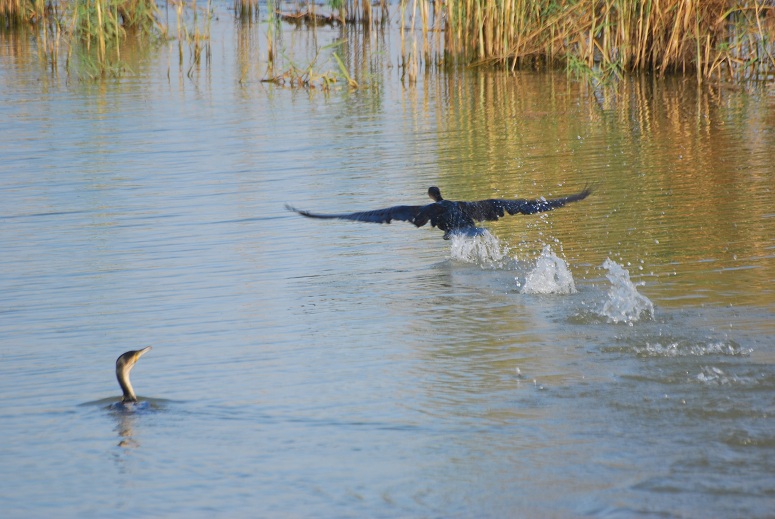 Mauritanie : alerte à la grippe aviaire dans le parc du Diawling