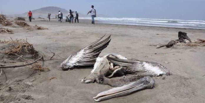 Mauritanie : Découverte d’oiseaux morts et des cas de grippe aviaire