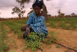 Système d’irrigation au Goutte à Goutte: Un programme de 200 millions pour Thiès, Bambey et Saint-Louis