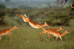 Visite d’échanges à la Réserve de Gueumbeul: Réintroduction réussie de 4 espèces de gazelles Visite d’échanges à la Réserve de Gueumbeul: Réintroduction réussie de 4 espèces de gazelles