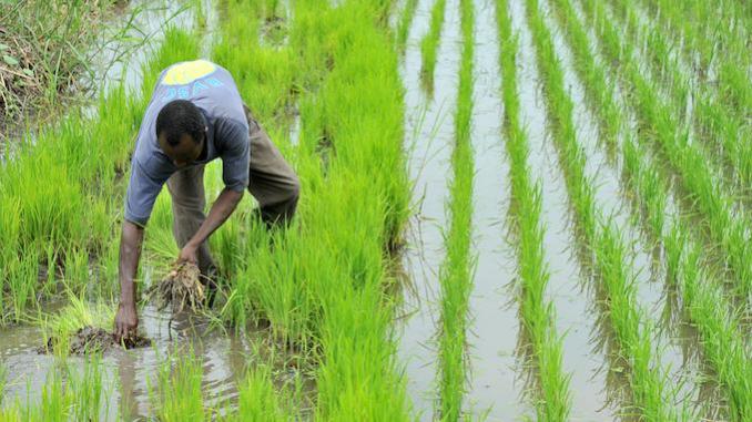 Riziculture dans la vallée : une nouvelle dynamique d’AfricaRice va toucher 5.300 bénéficiaires (vidéo)