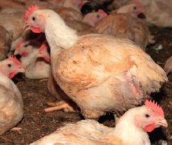Poulets importés : les acteurs avicoles appellent à plus de vigilance Poulets importés : les acteurs avicoles appellent à plus de vigilance