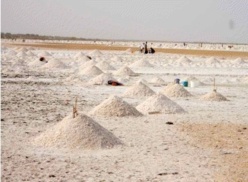 [REPORTAGE] Ndiakhèr : l’espoir d’une vie meilleure avec l’exploitation du sel.